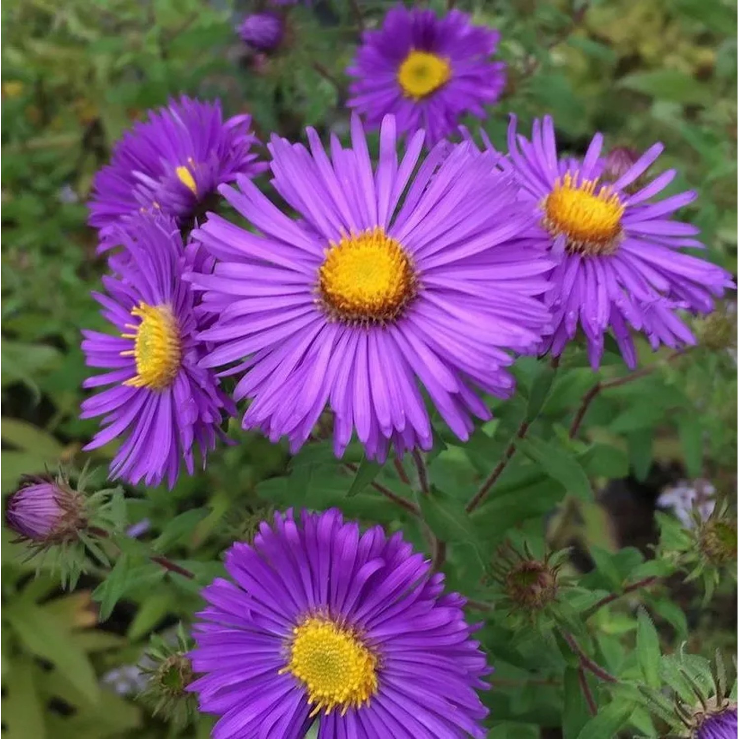 Rauhblattaster Barr Blue - Aster novae angliae