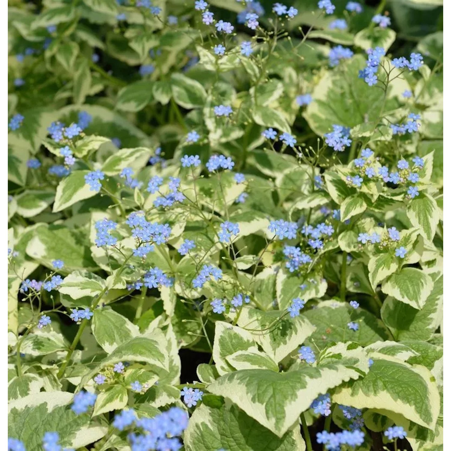 Kaukasus Vergißmeinnicht Variegata - Brunnera macrophylla