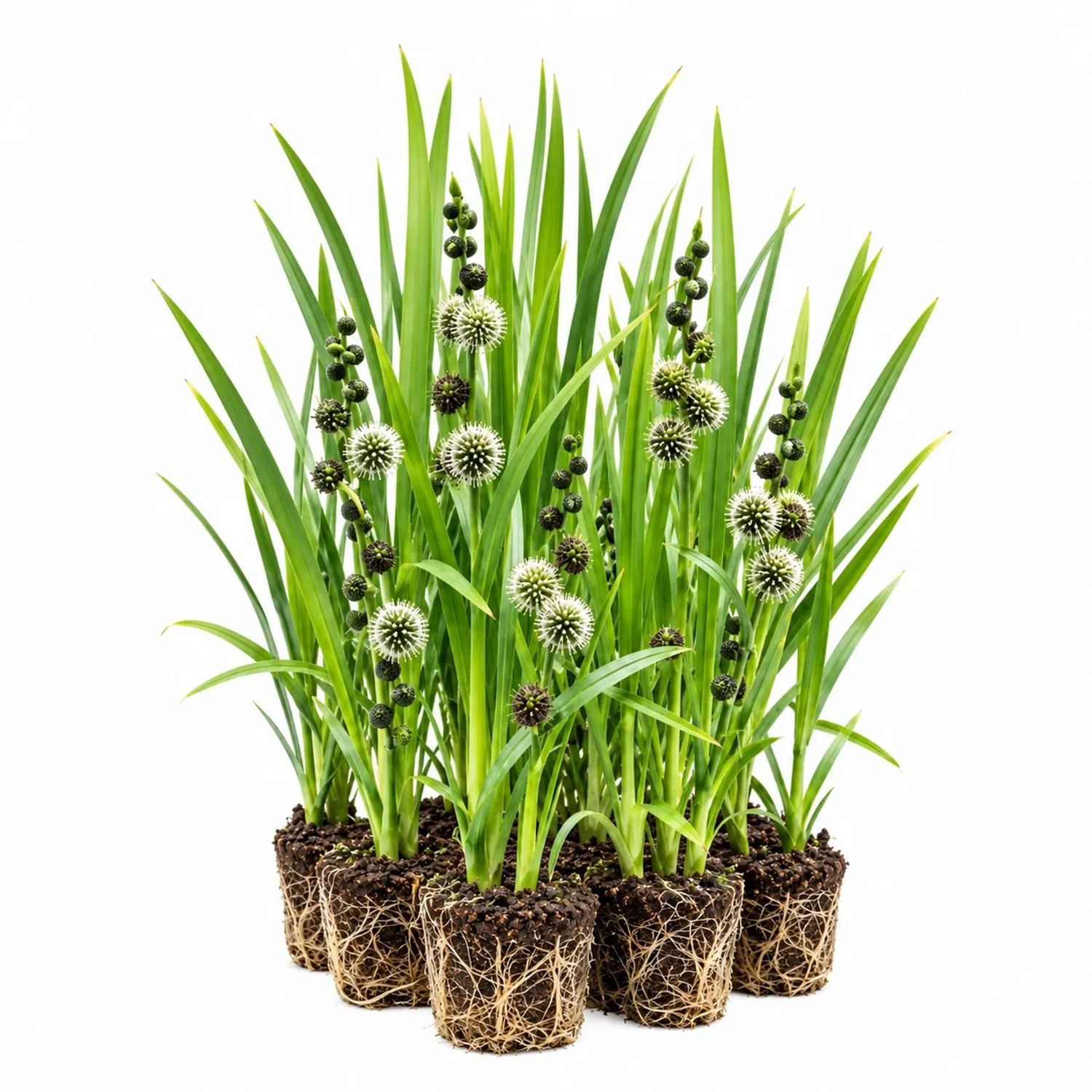 Vdvelde Ästiger Igelkolben   Sparganium Erectum   12 Pflanzen