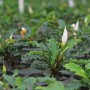 Dennerle Aquariumpflanze Bucephalandra Wavy Leaf mit gewellten Blättern und weißen Blüten.