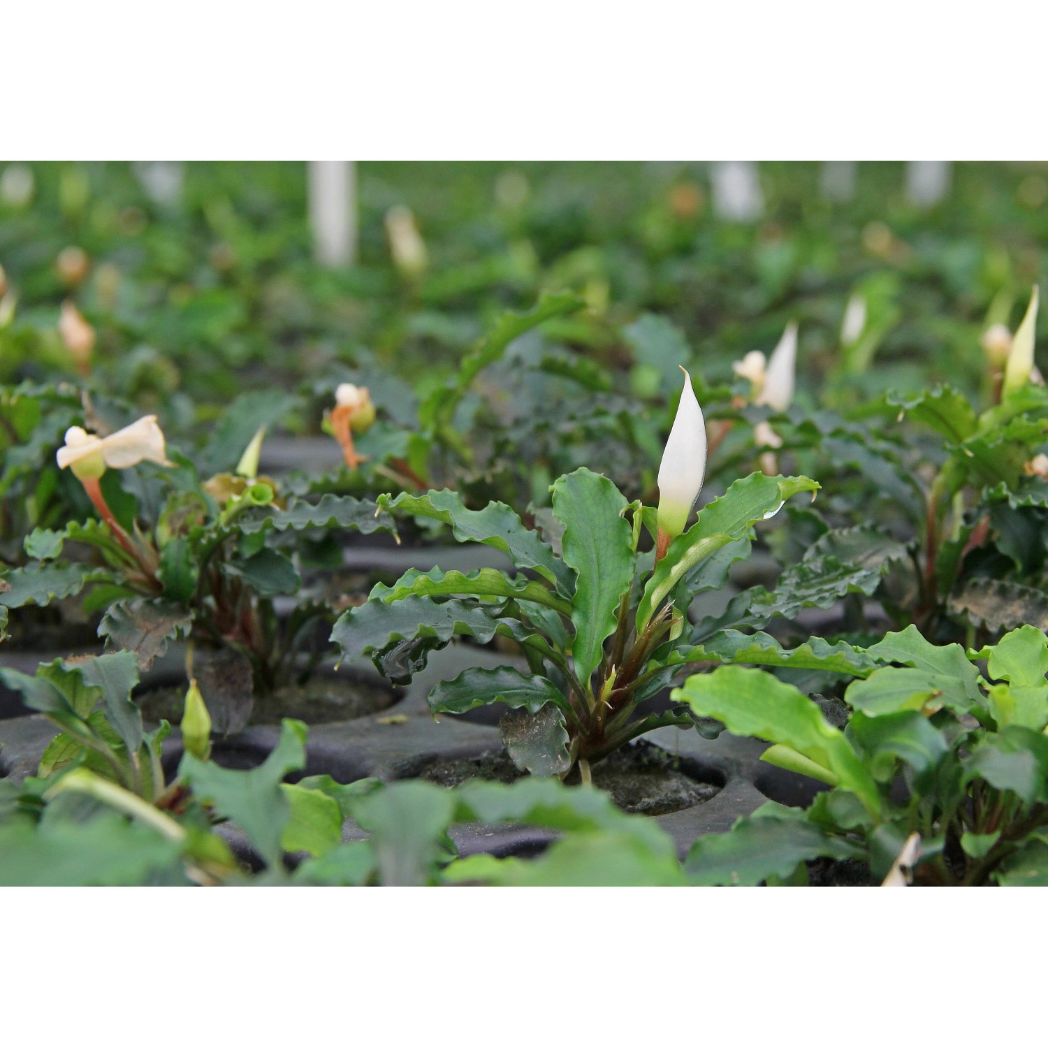 Dennerle Aquariumpflanze Bucephalandra Wavy Leaf mit gewellten Blättern und weißen Blüten.