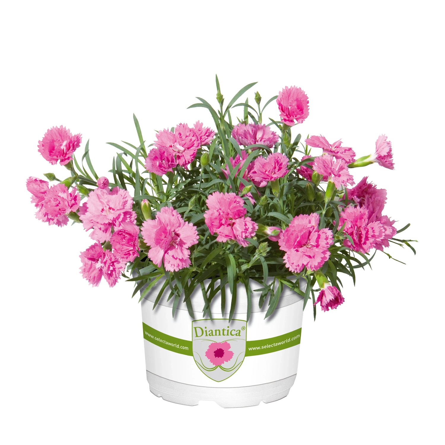 OBI Gartennelke Dianthus Blühend 10 cm Höhe