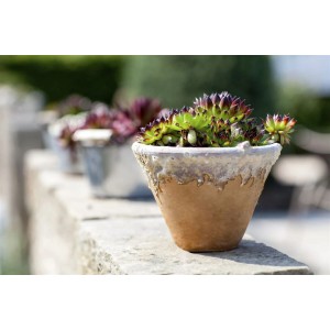 Sempervivum 'Mrs Giuseppi' Dachwurz im Topf, grüne und rote Rosetten auf Mauer.