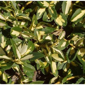 Goldbunte Kriechspindel Sunspot, Euonymus fortunei mit grün-gelben Blättern.