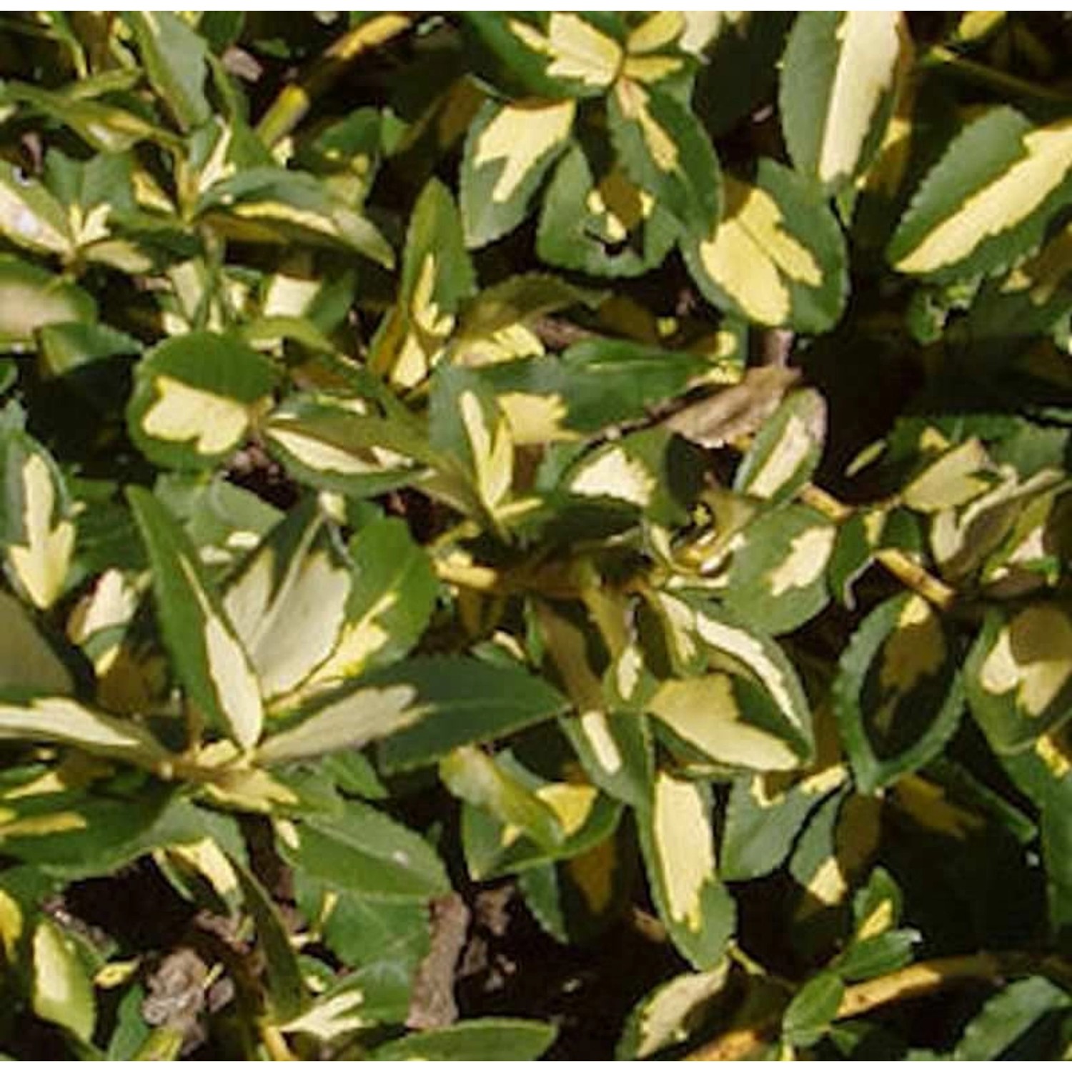 Goldbunte Kriechspindel Sunspot 30-40cm - Euonymus fortunei günstig online kaufen