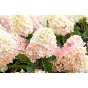 Rispenhortensie Little Blossom mit weißen und rosa Blütenständen.