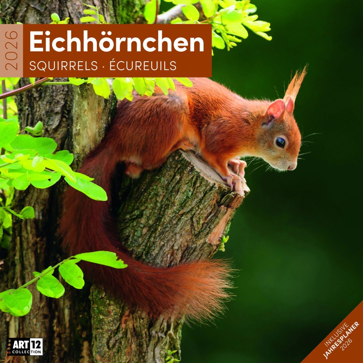 Eichhörnchen Kalender 2026 - 30x30 günstig online kaufen