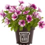 Pottburri Petunie mit gestreiften Blüten im Topf, Hängepflanze für Beet und Balkon.