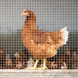 Huhn im Gehege aus verzinktem KARAT Drahtgitter (Maschenweite 6,3 mm).