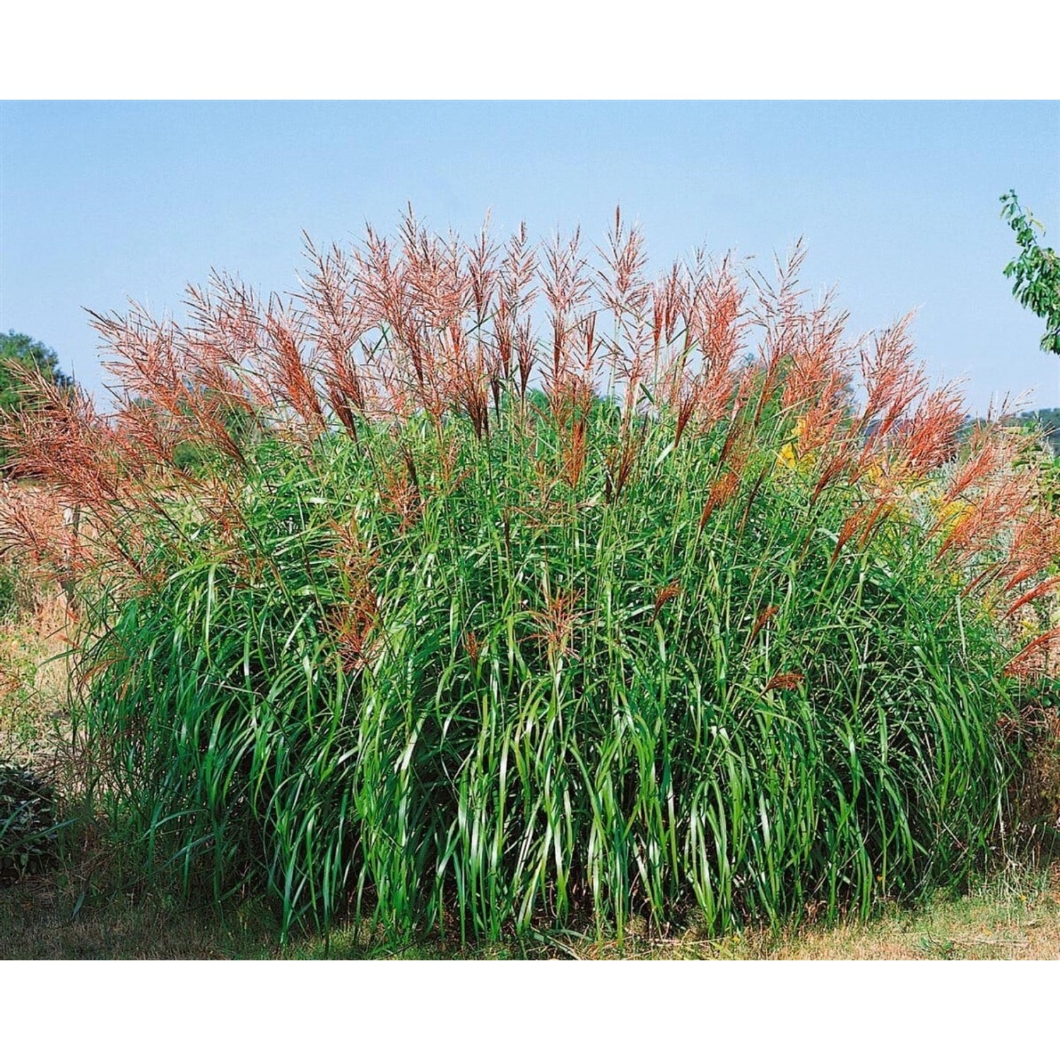 Miscanthus Sinensis Septemberrot Chinaschilf Rot 3-5 Liter Container günstig online kaufen
