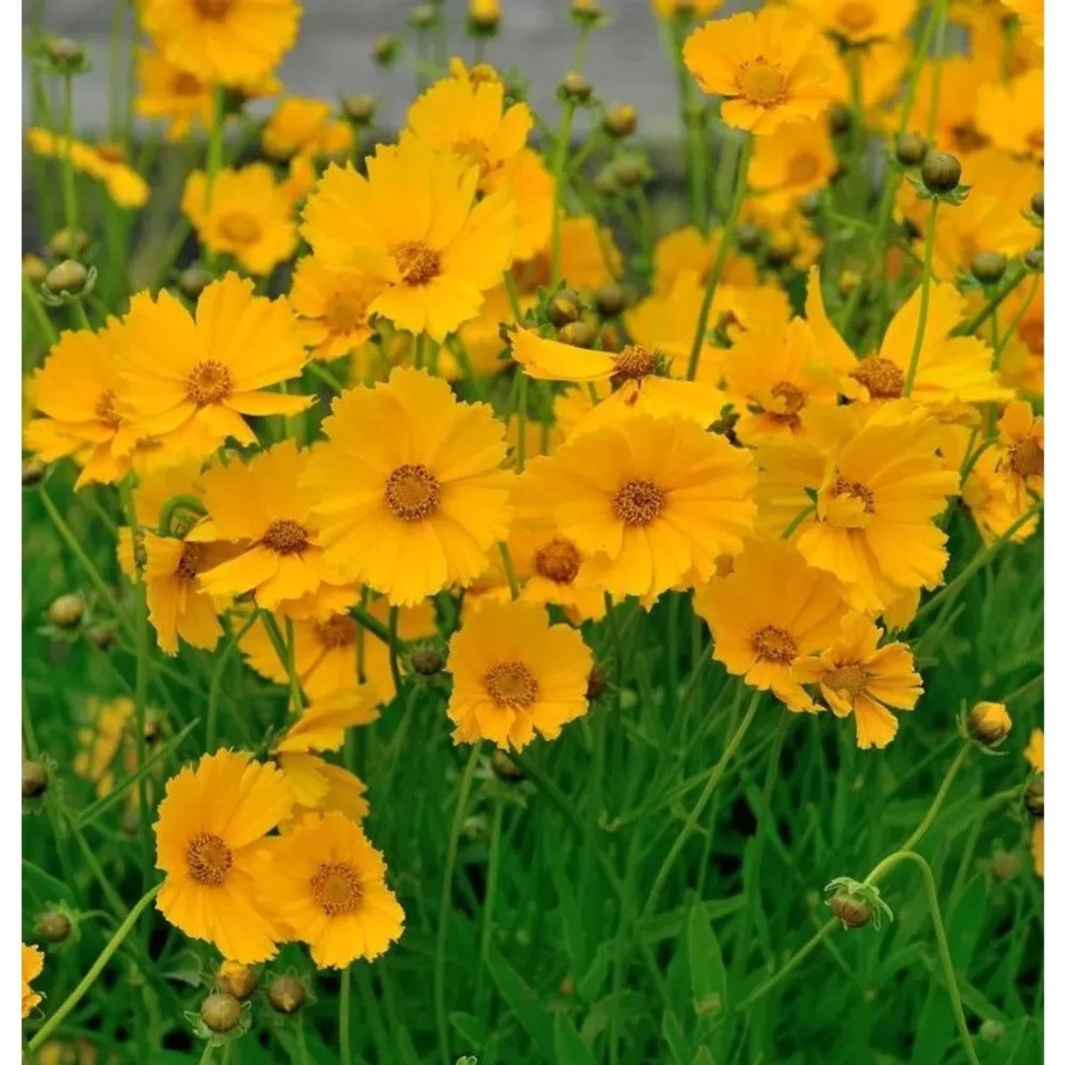 Mädchenauge Goldfink - Coreopsis,anceolata