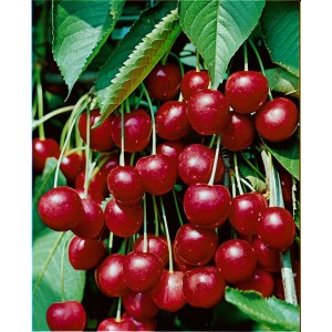 Süße, saftige Riesenkirschen (Prunus Avium Hedelfinger) am Baum mit grünen Blättern.