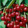 Süße, saftige Riesenkirschen (Prunus Avium Hedelfinger) am Baum mit grünen Blättern.