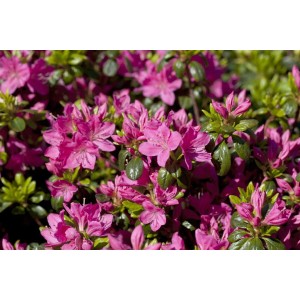 Nahaufnahme der karmesinroten Blüten der Rhododendron Obtusum Kermesina Azalee.