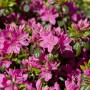 Nahaufnahme der karmesinroten Blüten der Rhododendron Obtusum Kermesina Azalee.