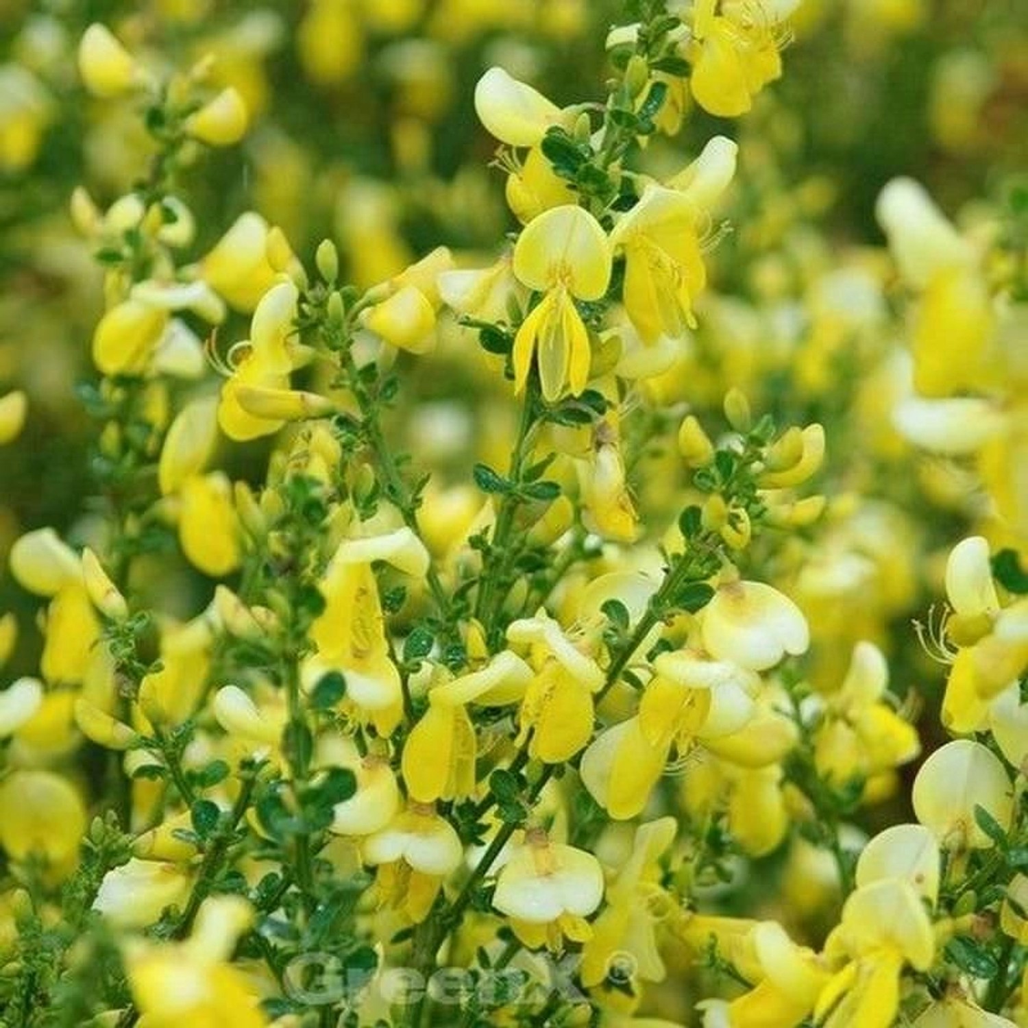 Schmuckginster Lunagold 60-80cm - Cytisus scoparius günstig online kaufen