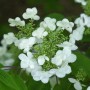 Nahaufnahme des Japanischen Schneeballs 'St. Keverne' mit weißen Blüten und grünen Knospen.