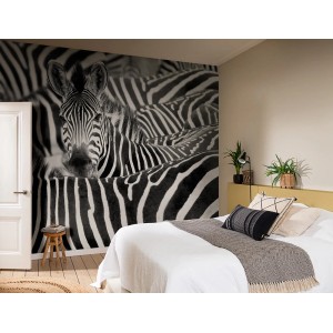 Fototapete Rasch Digitaldruck African Queen III Zebra, Schwarz-Weiß, 3,00x3,71m.