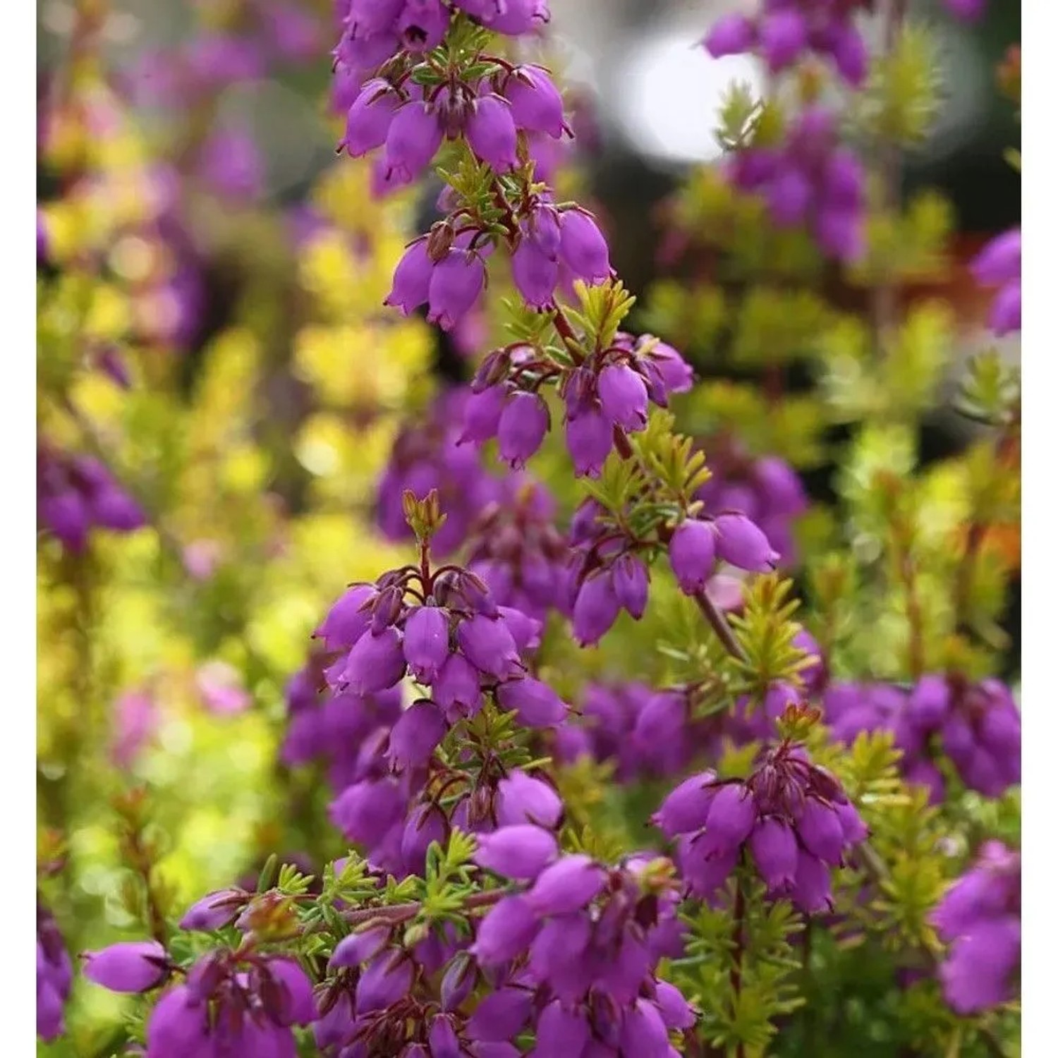 10x Grauheide Golden Sport - Erica cinerea
