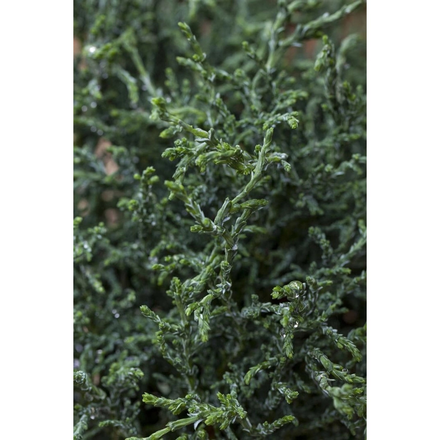 Chamaecyparis Obtusa Lycopodioides Muschelzypresse 20–25 cm günstig online kaufen