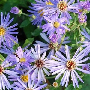 Nahaufnahme der lila Blüten der Herzblatt Aster Twilight Staude mit gelber Mitte.
