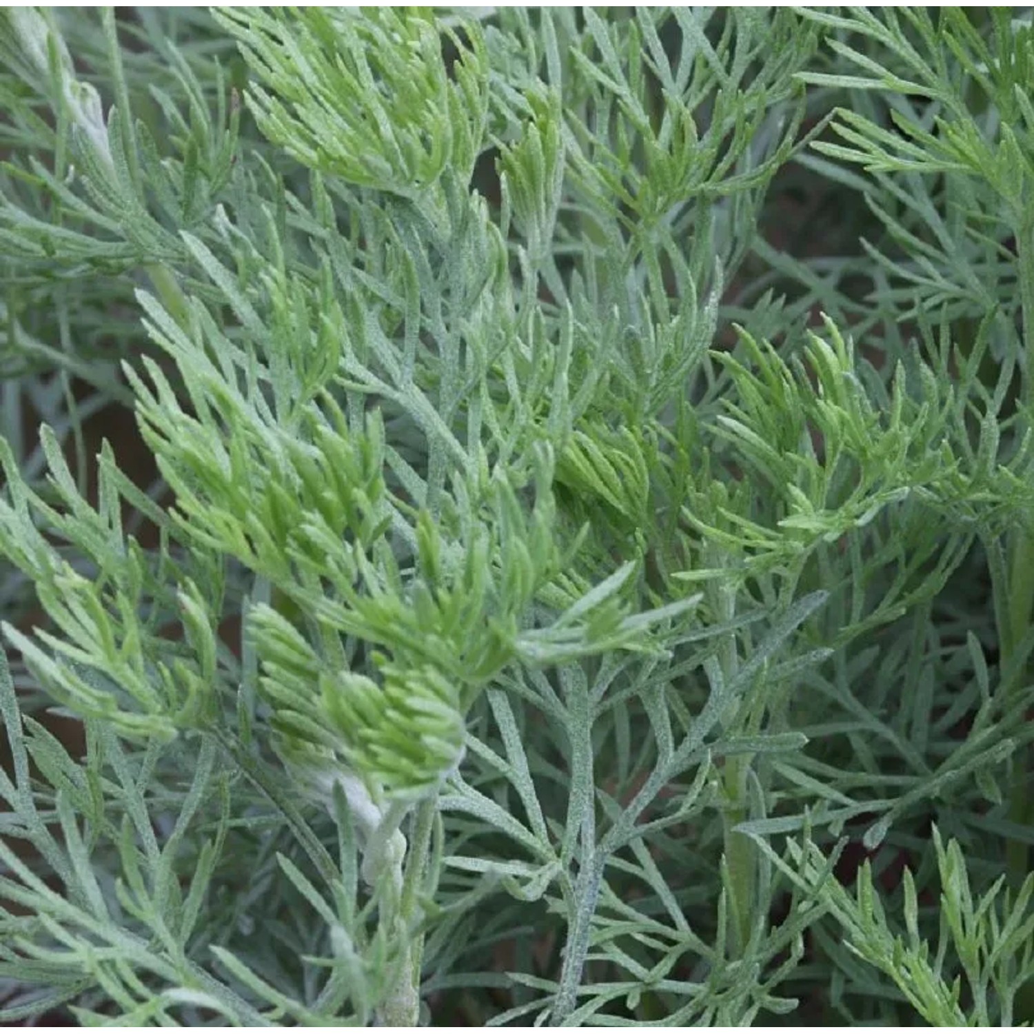 Eberraute Coca Cola - Artemisia abrotanum