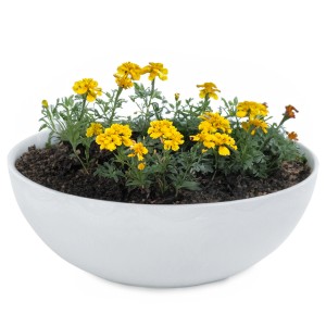 Hellgraue, marmorierte Pflanzschale (20x7,5 cm) mit gelben Tagetes-Blumen für den Außenbereich.