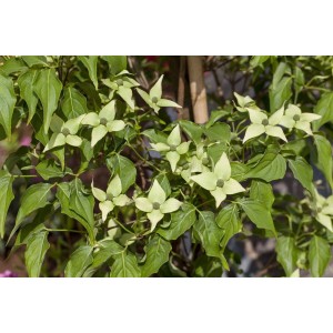 Japanischer Blumen-Hartriegel 'Milky Way' mit weißen Blüten und grünen Blättern.