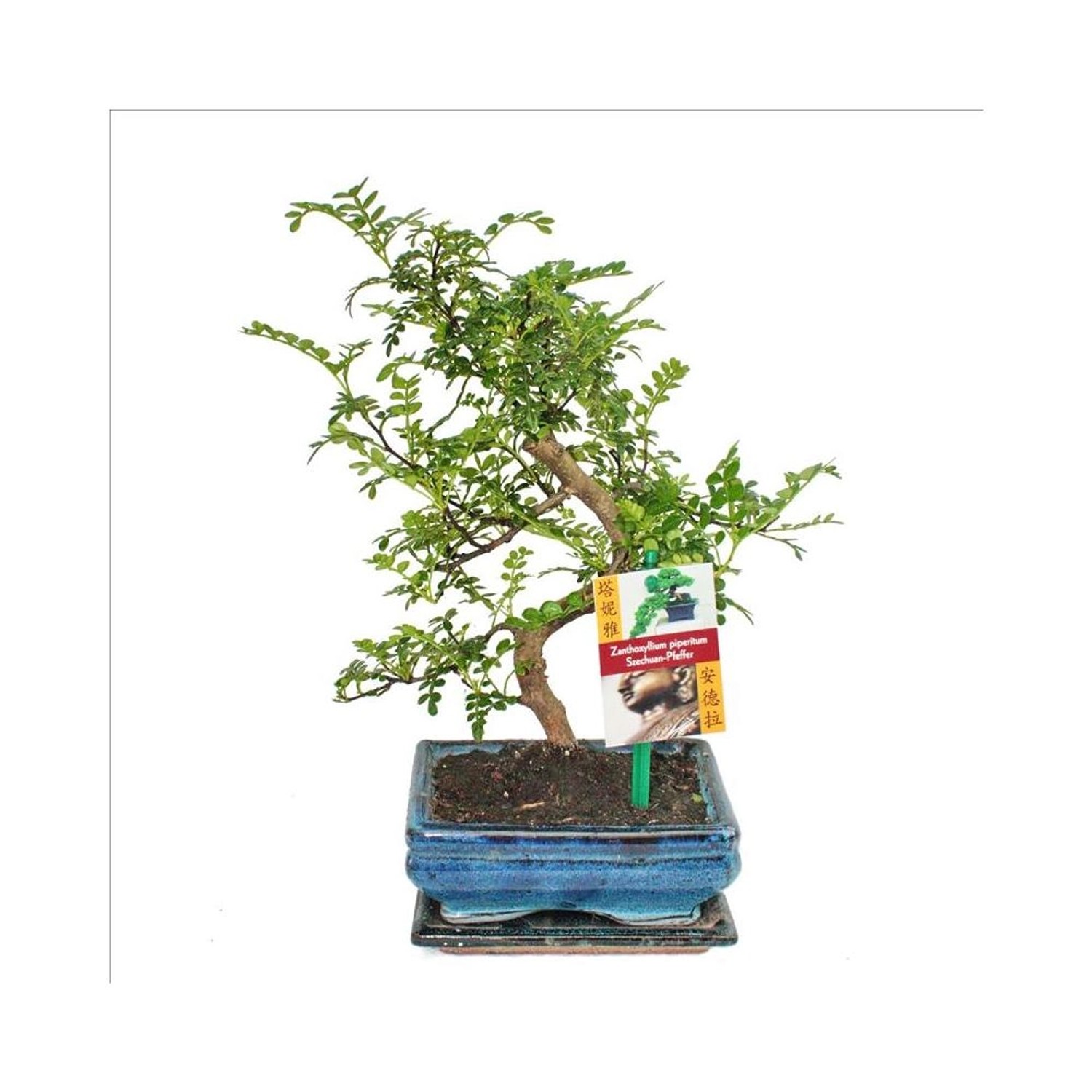 Exotenherz Bonsai Szechuan-Pfeffer Zanthoxylum Piperitum ca. 6 Jahre günstig online kaufen