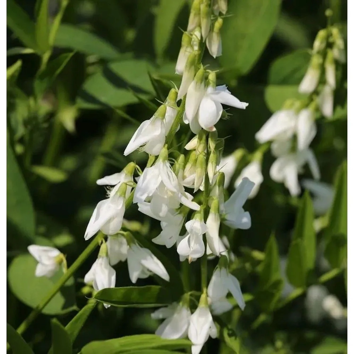 weißes Geißraute - Galega officinalis