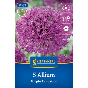 Kiepenkerl Zierlauch Purple Sensation Blumenzwiebeln, 5 Stück. Lila Blütenball (10 cm) auf blauer Verpackung. Ideal für Garten & Schnittblume.
