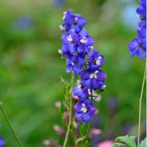 Blühender, hoher Rittersporn 'Polarnacht' mit tiefblauen Blüten im Garten.