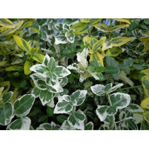 Spindelstrauch Euonymus fortunei mit grün-weiß panaschierten Blättern im Topf.