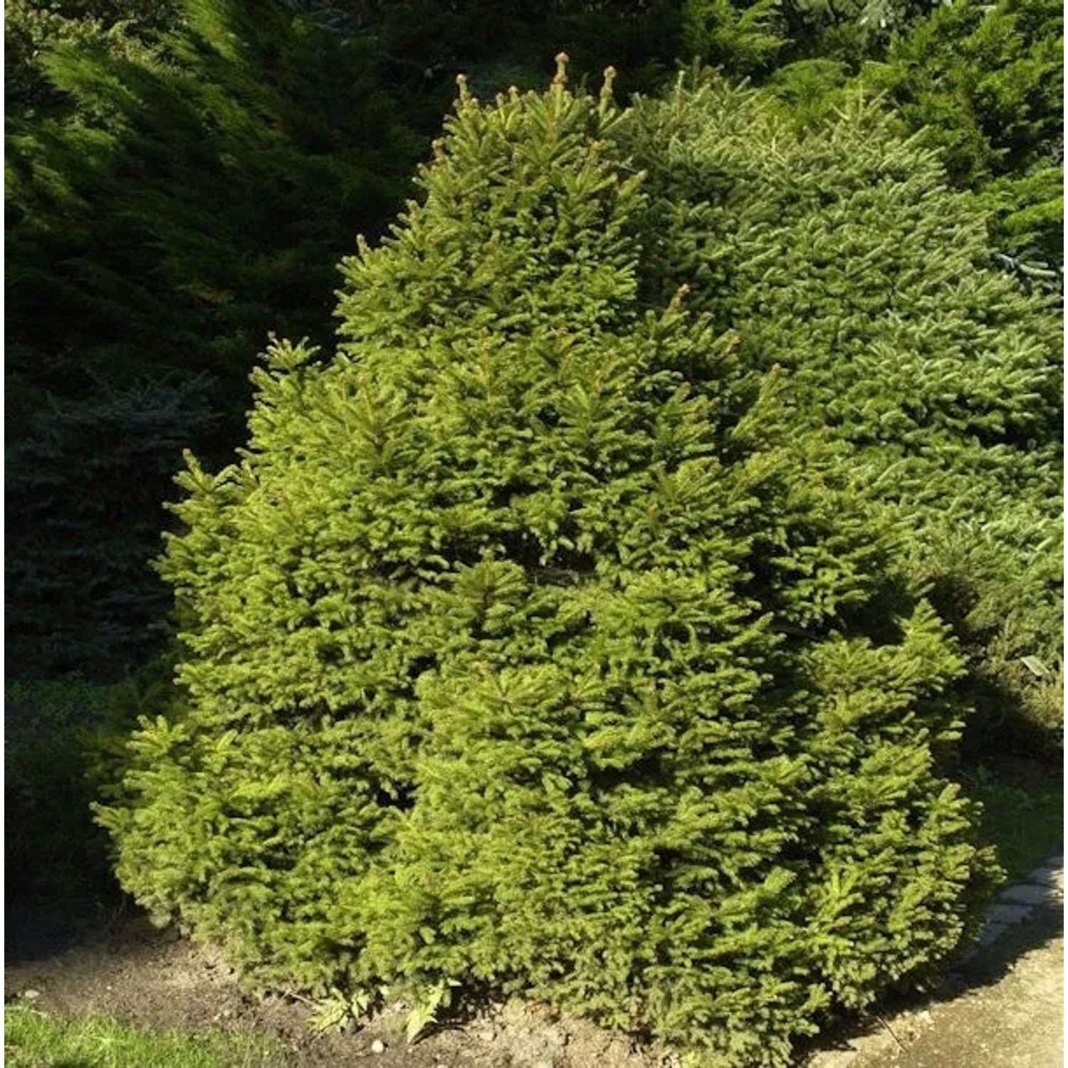 Gnomfichte 25-30cm - Picea abies