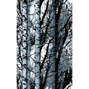 d-c-fix Klebefolie Wood, 150x45cm, Birkenwald-Motiv für individuelle Dekoration.