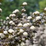 Blasenspiere 'Diabolo' mit dunkelroten Blättern und weißen Blüten.