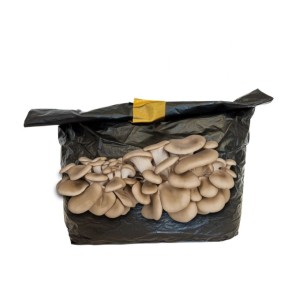 Hawlik Pilzbrut Kleines Bio Austernpilz Pilzzuchtset für Zuhause Pilzkultur für Hobby-Pilzzucht