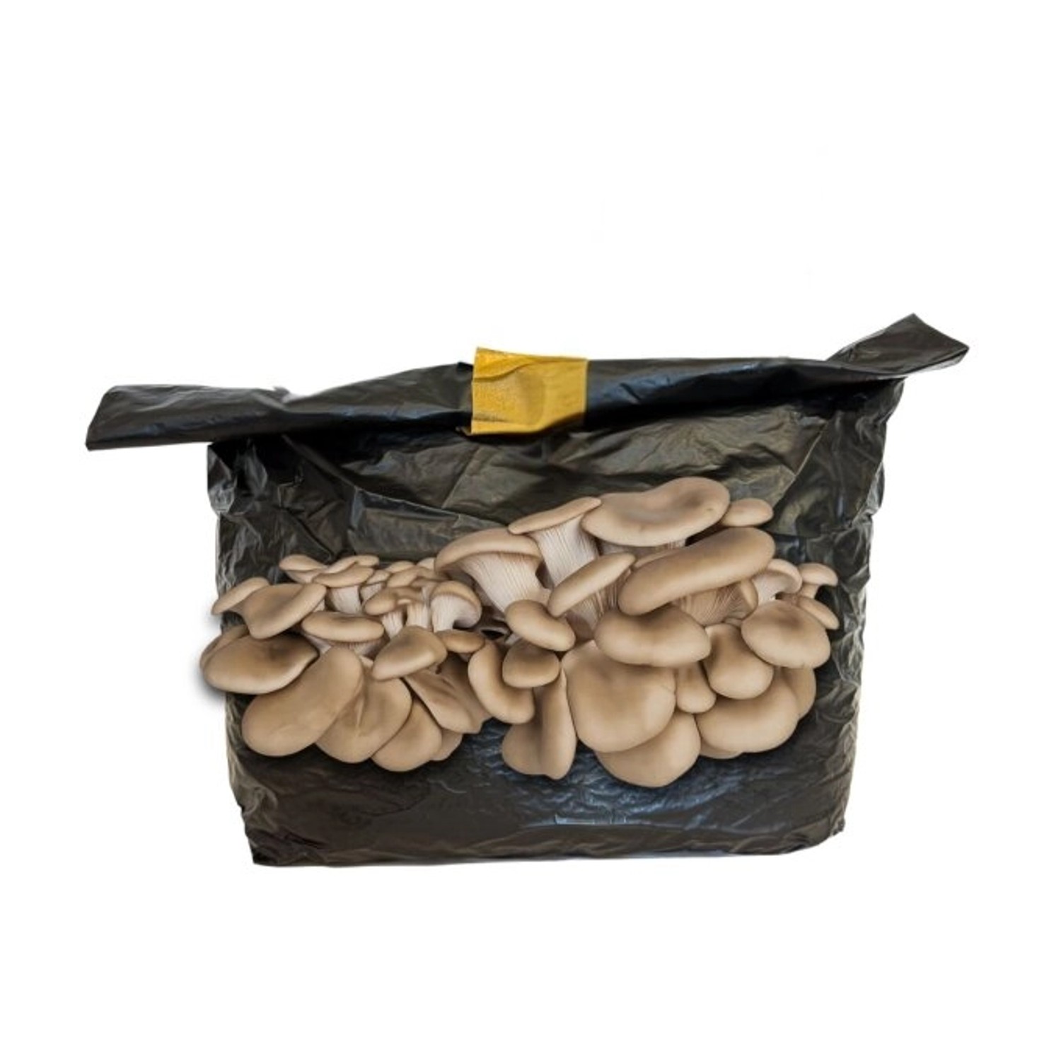 Hawlik Pilzbrut Kleines Bio Austernpilz Pilzzuchtset für Zuhause Pilzkultur günstig online kaufen