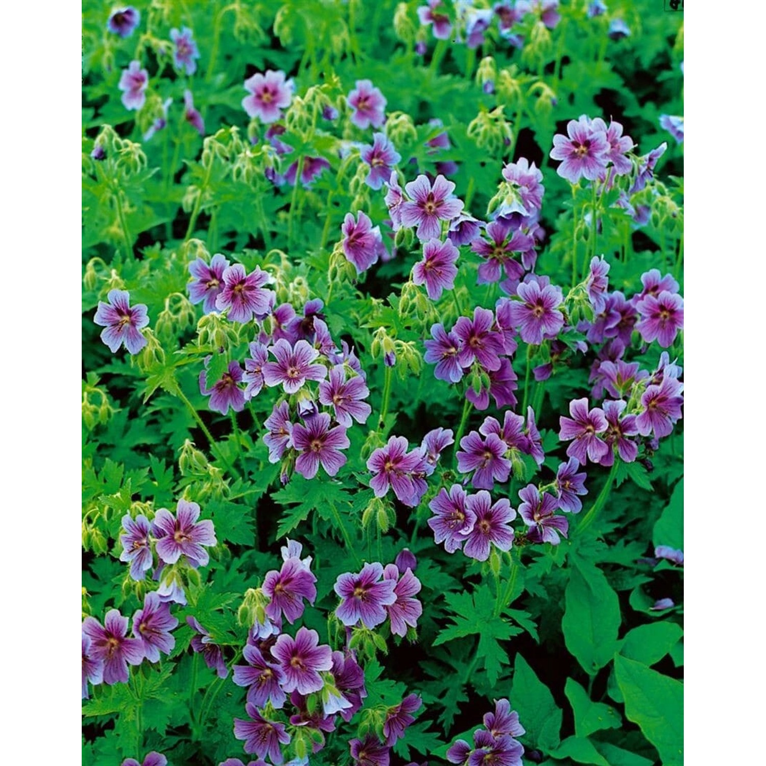 Geranium Himalayense Himalaya Storchschnabel Ca. 9x9 cm Topf günstig online kaufen