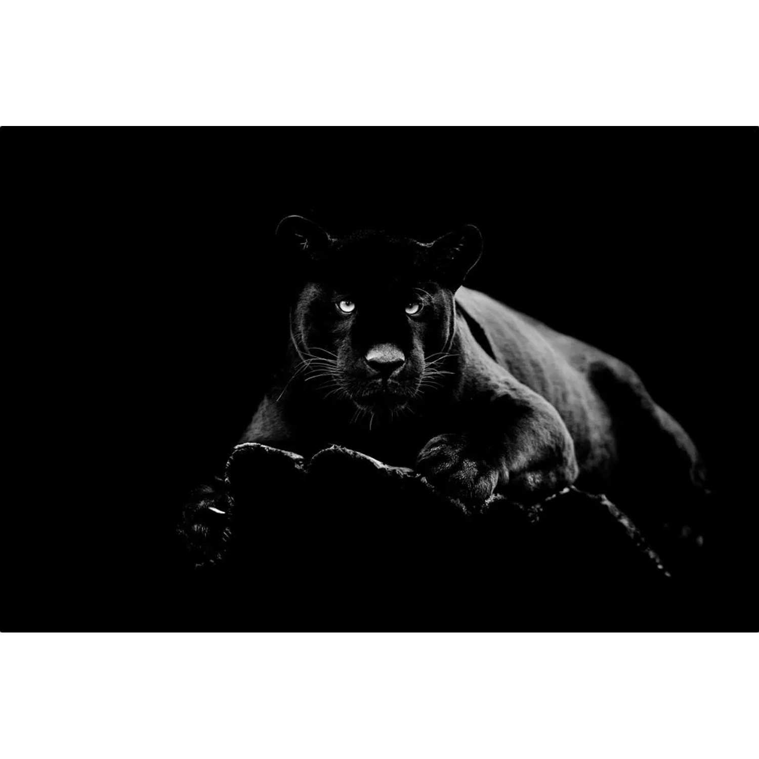 Art Universe Glasbilder Panther 80 x 120 cm