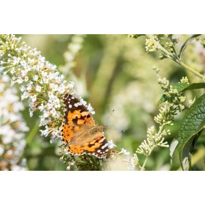 Schmetterling auf weiß blühendem Schmetterlingsstrauch Revee De Papillon Lavander.