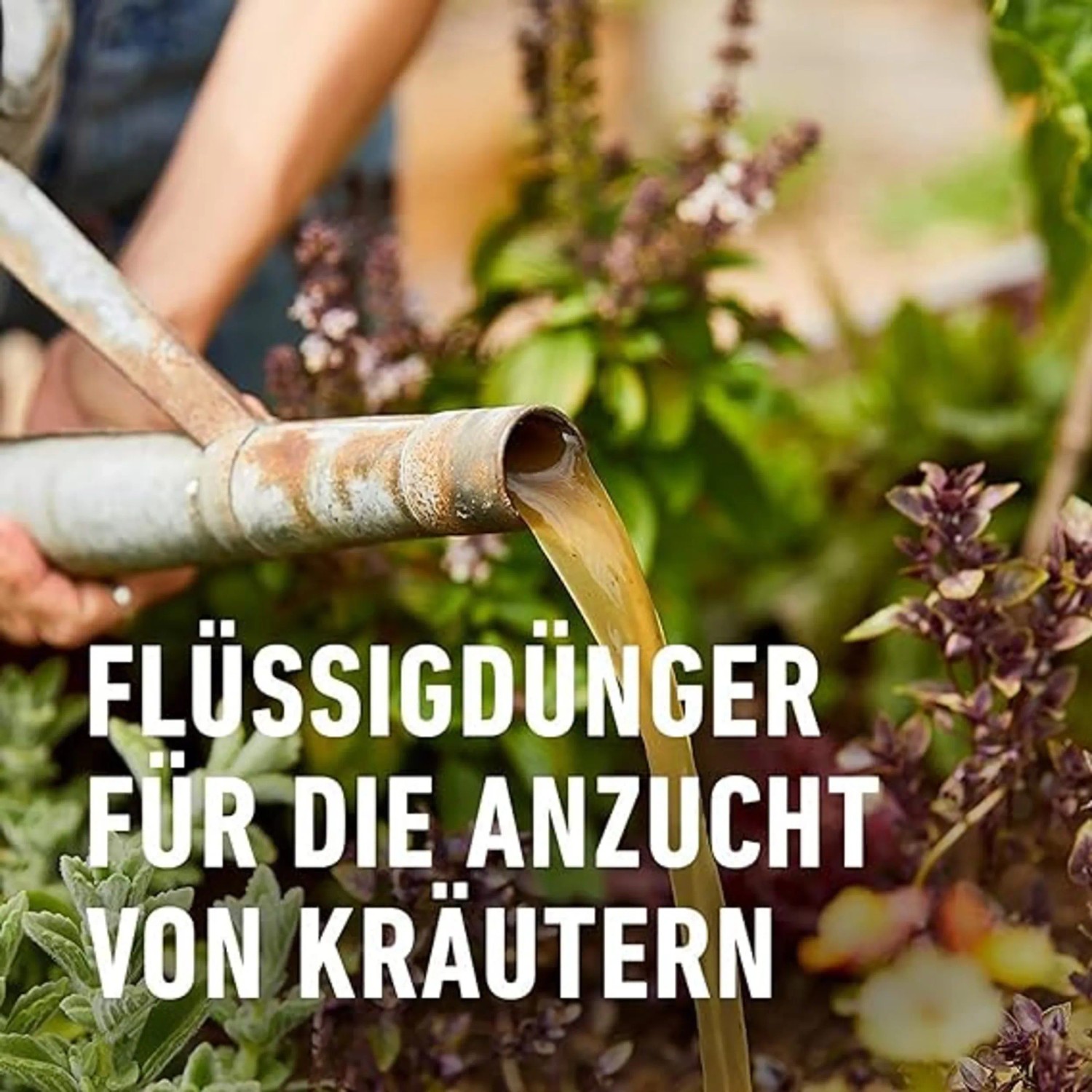 Gießkanne mit Compo Bio Kräuterdünger beim Gießen von Kräutern.