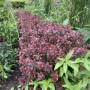 Baumfink Rote Heckenberberitze (Topf) im Garten, purpurrote Blätter.