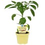 Blu Chili Joes Long Bio im 12 cm Topf, eine essbare Fruchtgemüsepflanze.
