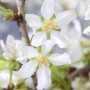 Nahaufnahme der zartrosa Blüten der Prunus Incisa Kojou-No-Mai Zierkirsche.