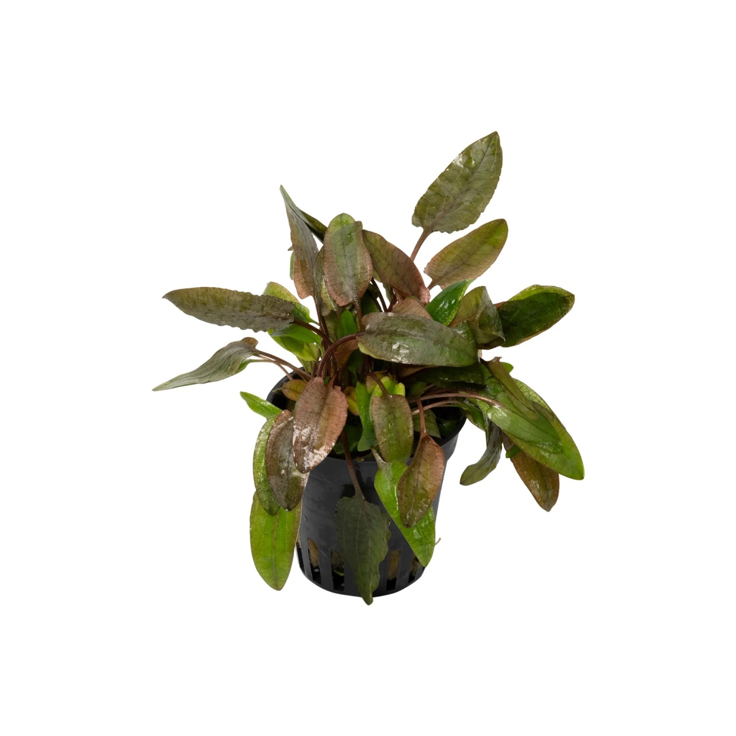 Cryptocoryne wendtii Fancy Pink