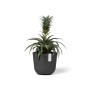 Ecopots Oslo Mini Pflanztopf, dunkelgrau, 16x14cm, mit Pflanze.