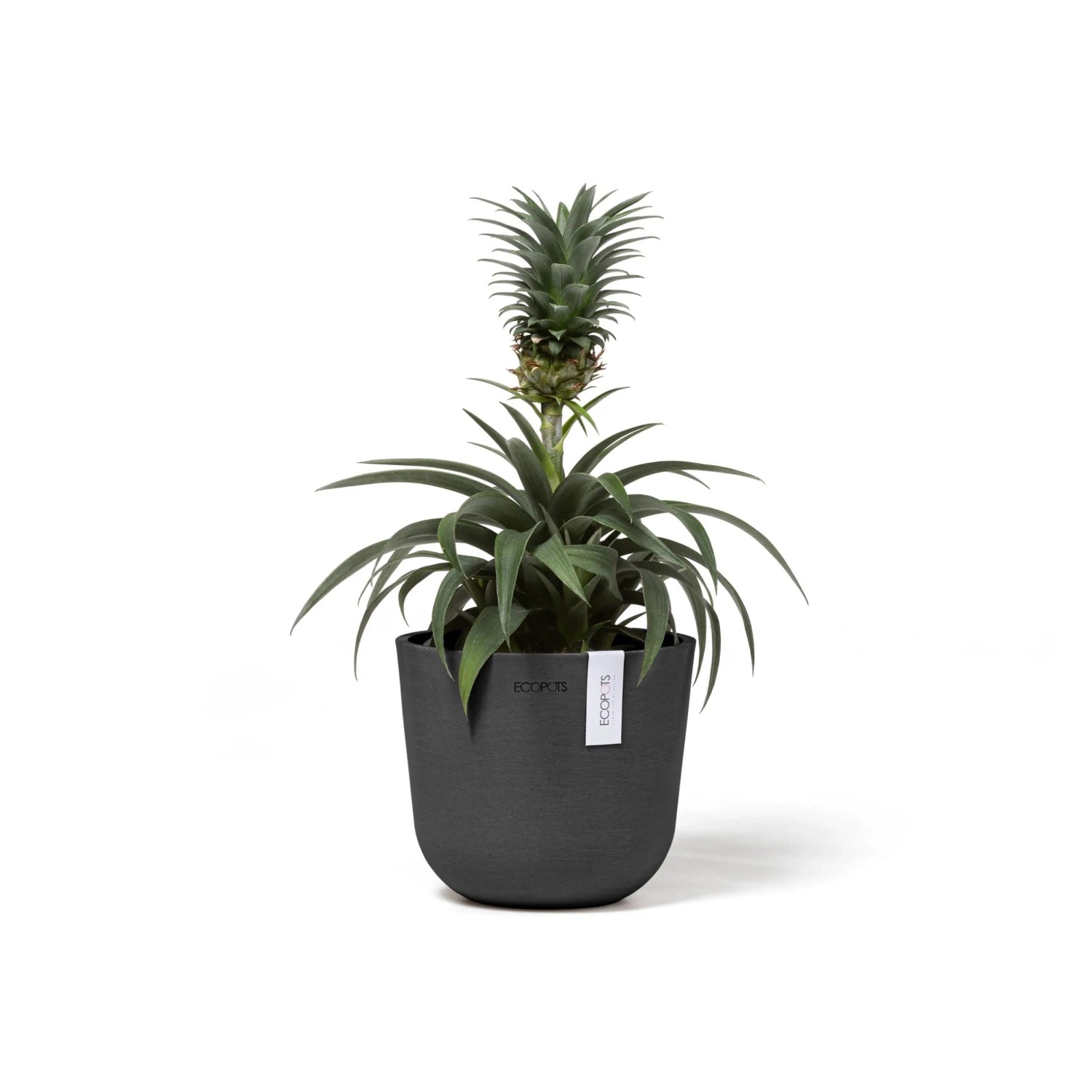 Ecopots Oslo Mini Pflanztopf, dunkelgrau, 16x14cm, mit Pflanze.