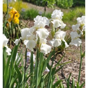 Schwertlilie Cherished - Iris barbata