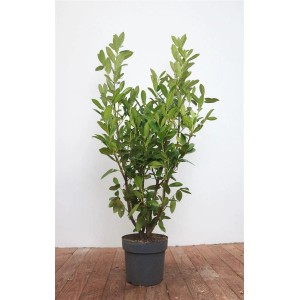 Immergrüner Kirschlorbeer 'Genolia' (125-150cm) im Topf, ideal als Heckenpflanze.